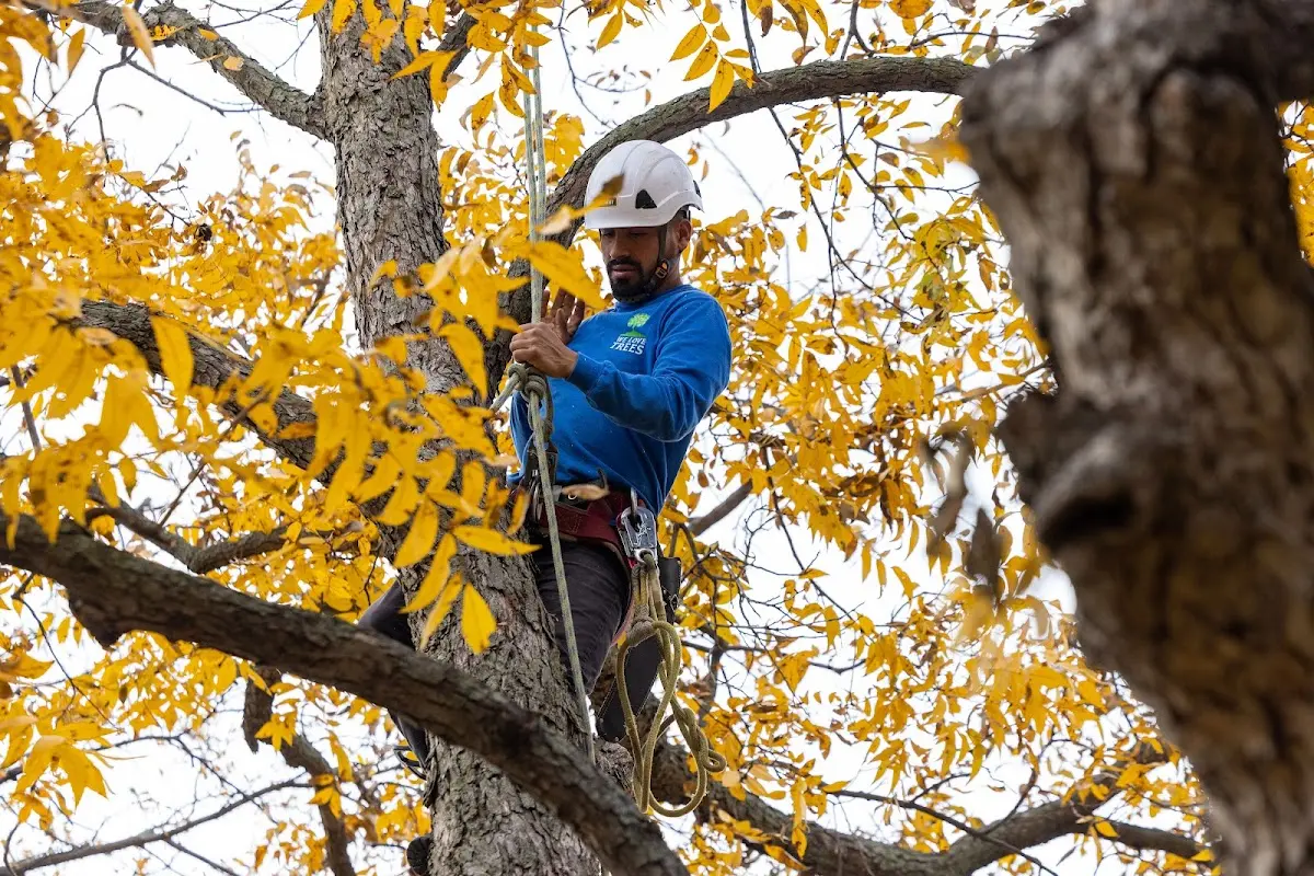 Skilled Tree Pruning crew working in Northway