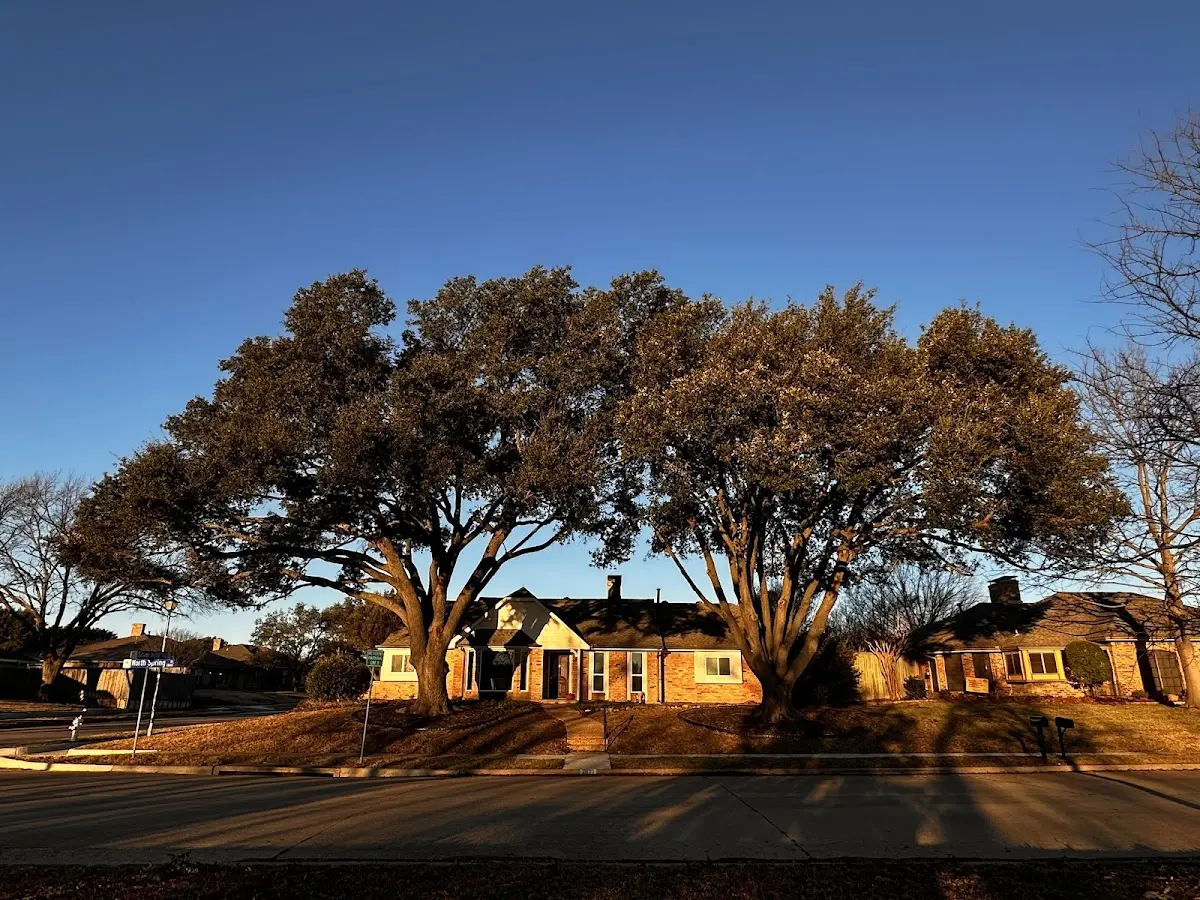 Established residential canopy tree shading a home in Northway